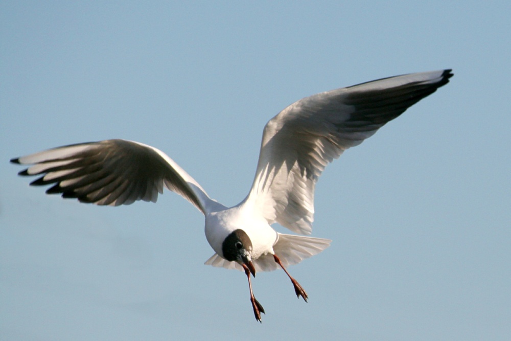 Adult Black Headed Gull