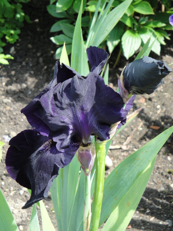 Black iris at Newby Hall gardens