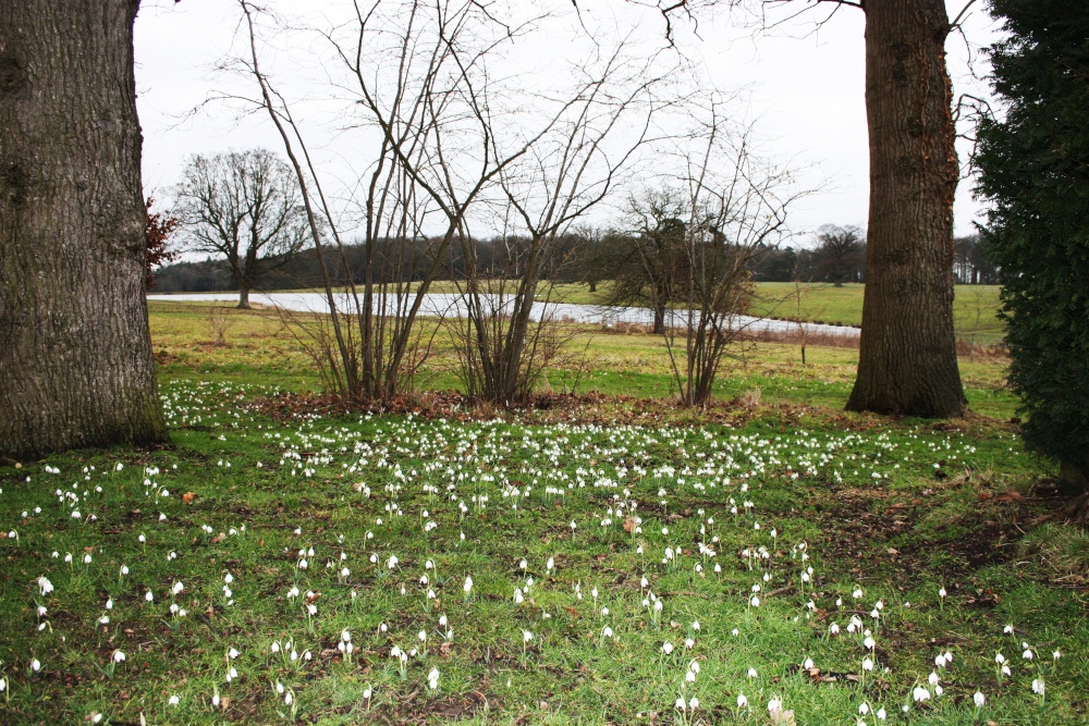 Raveningham Hall Grounds in Snowdrop Time
