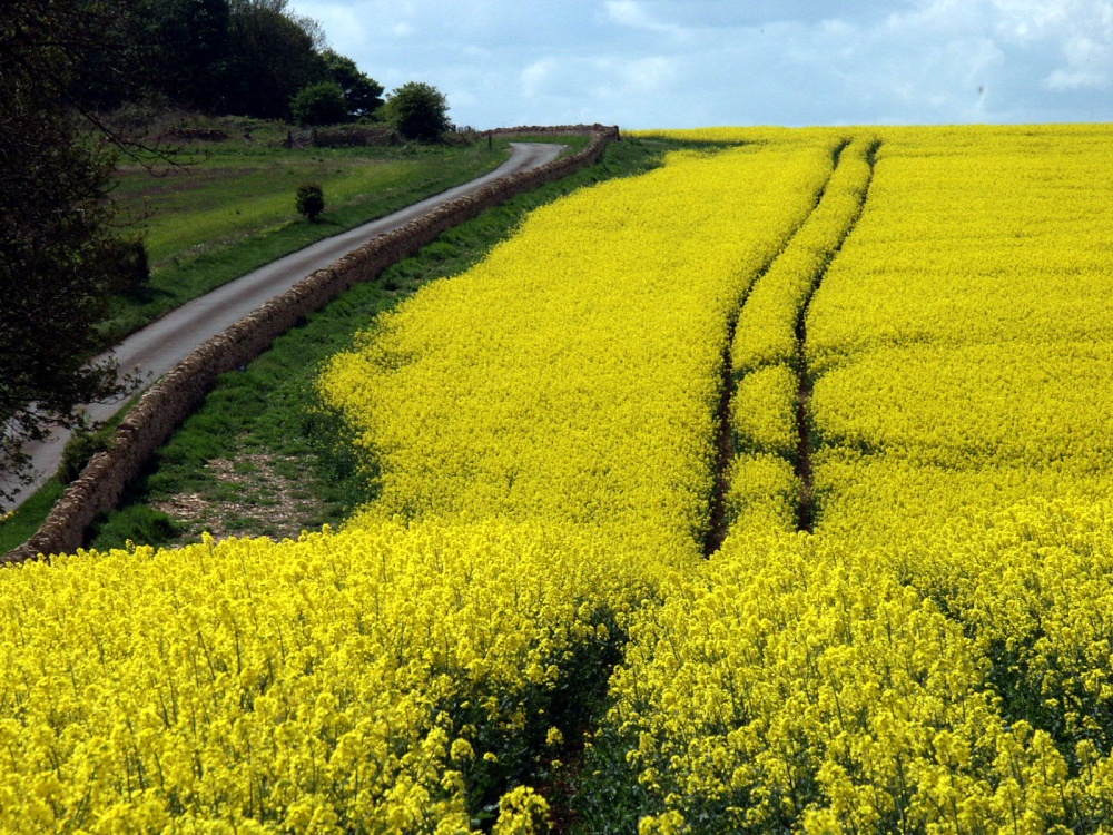 Yellow fields