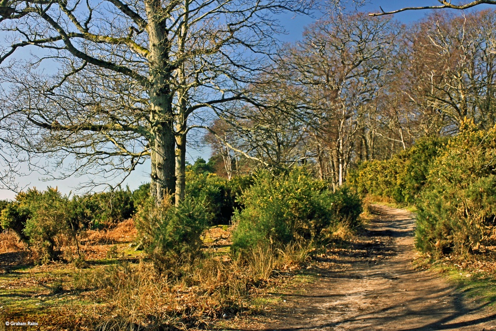 Arne Nature Reserve, Dorset.