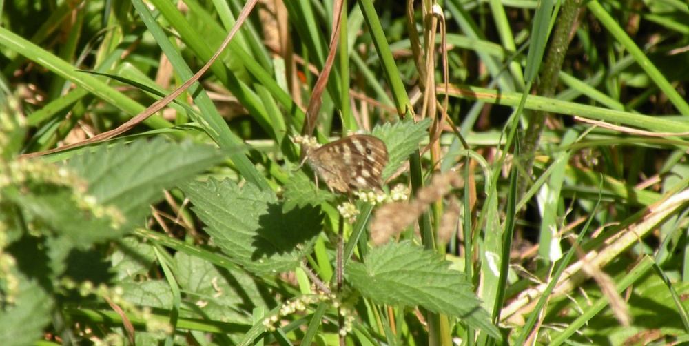 Photograph of Butterfly