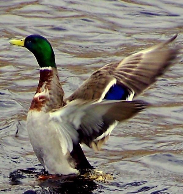 Duck in water .