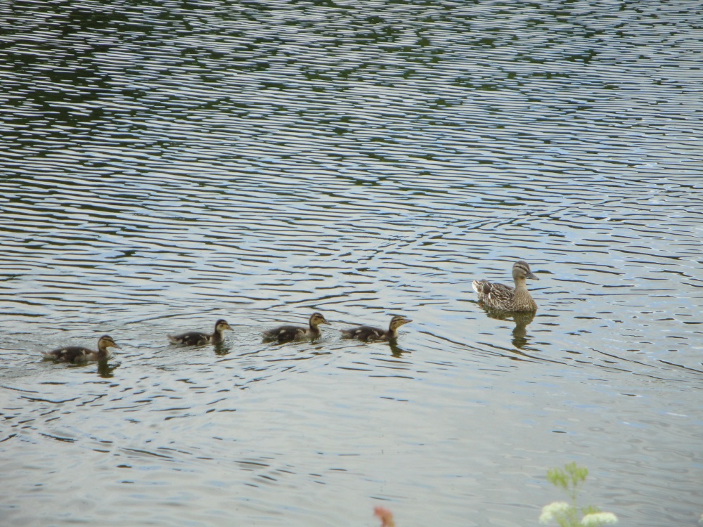 Four little ducklings and their mother
