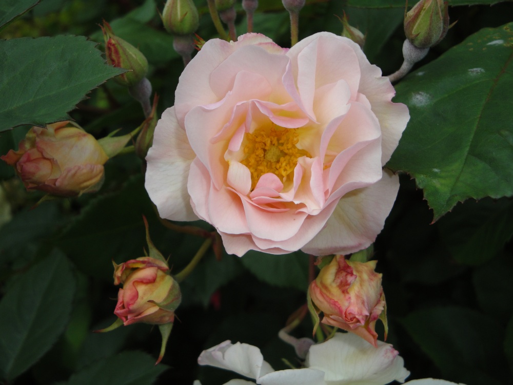 Rose at Castle Howard gardens