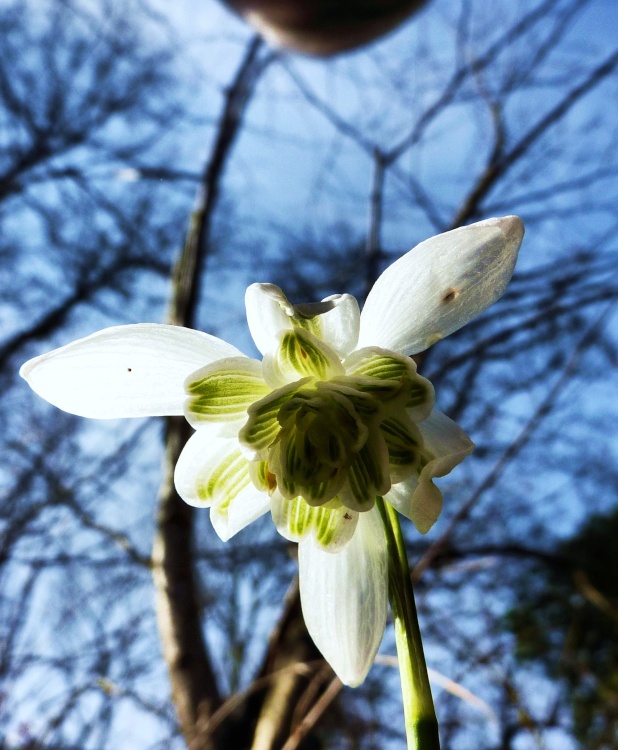 Snowdrop by the Churchyard
