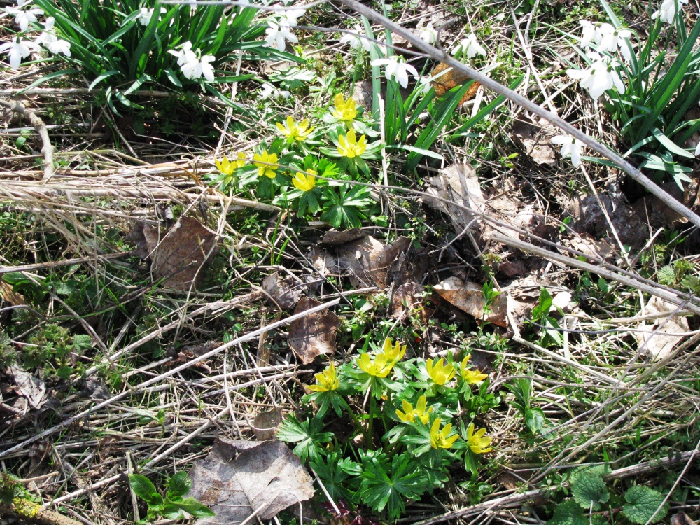 Photograph of Flowers in the rough