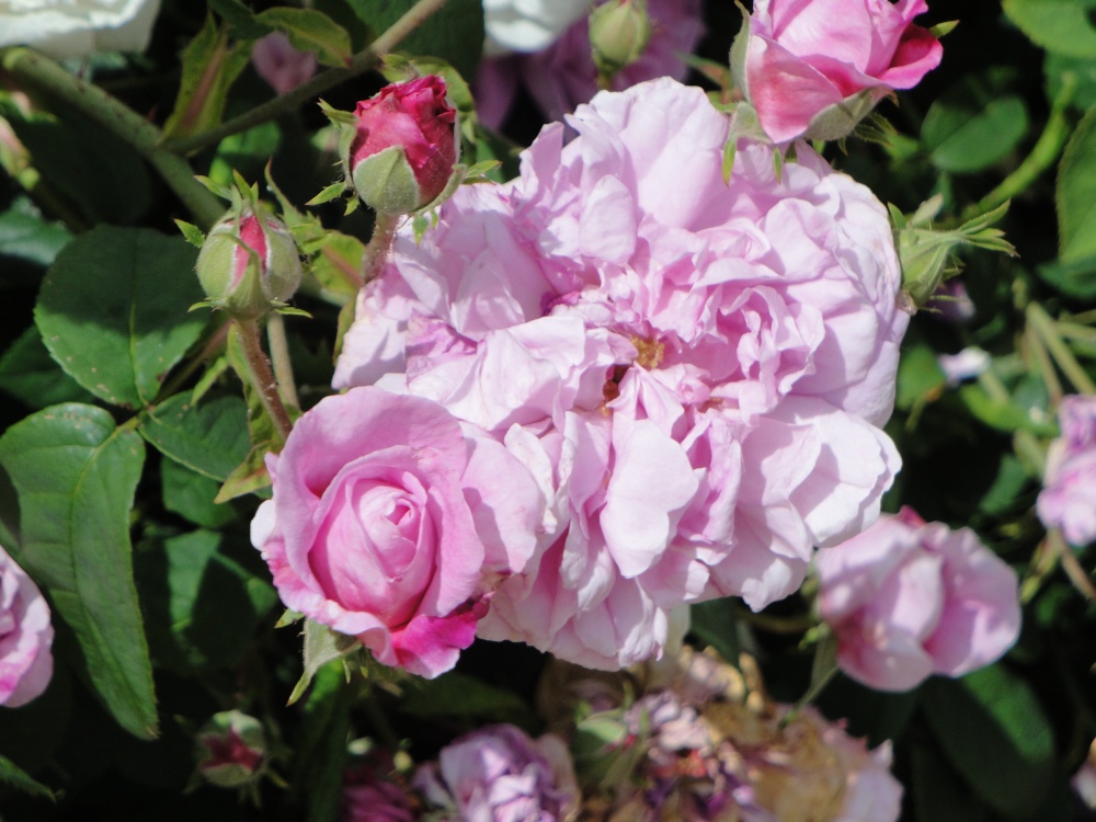 Roses at Audley End gardens