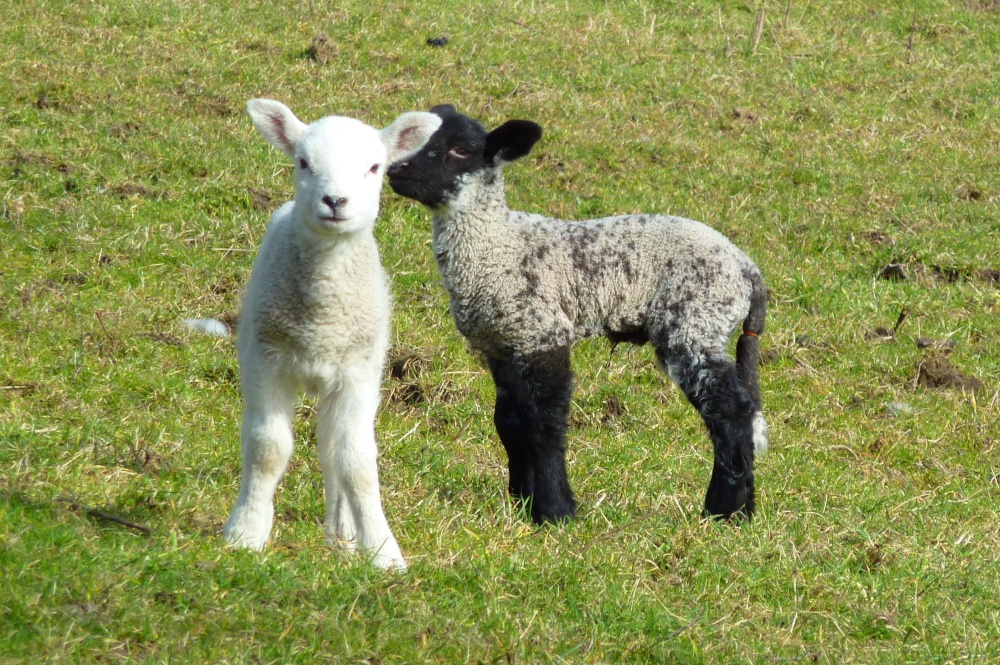 Photograph of Lambs