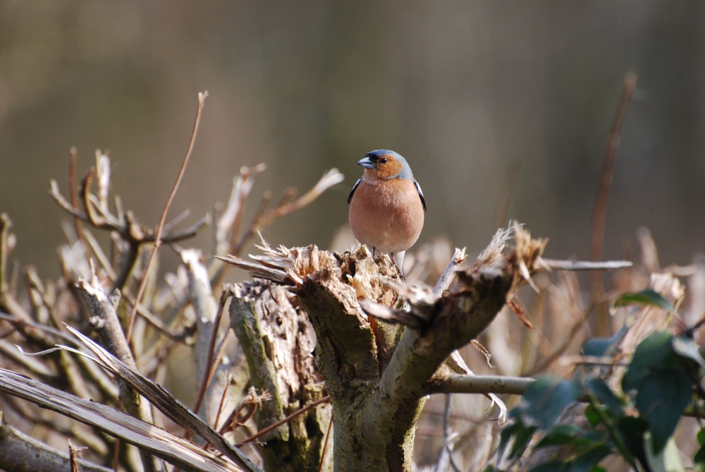 Chaffinch