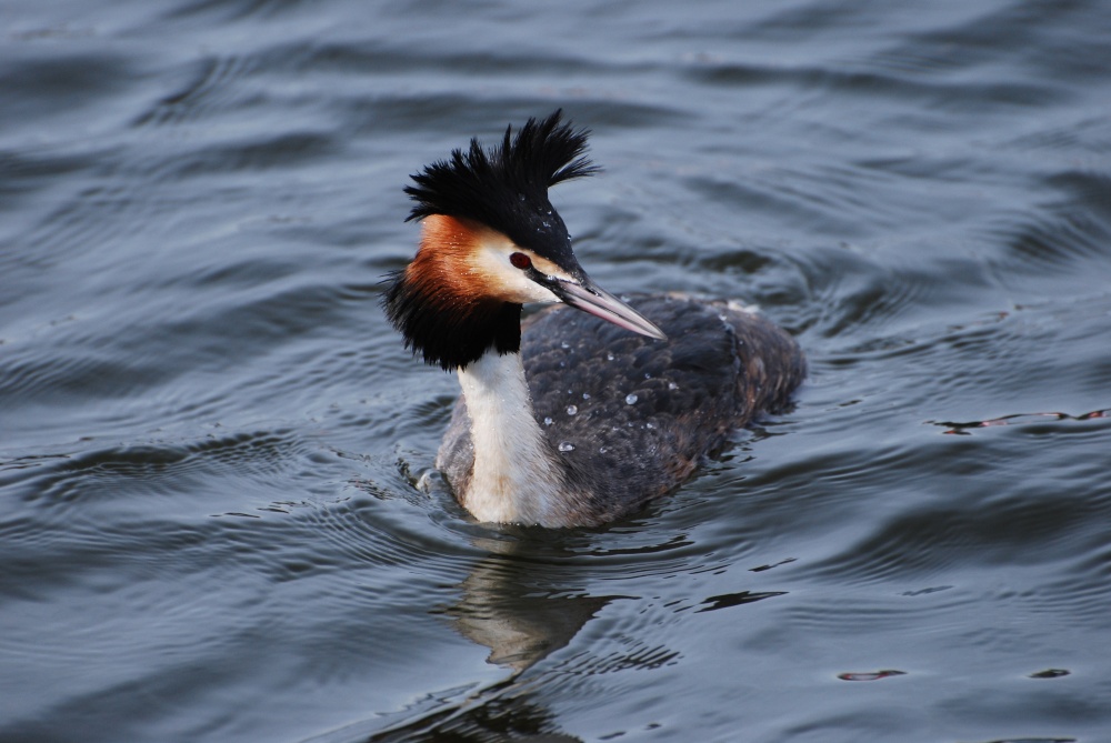 Great Crested Grebe