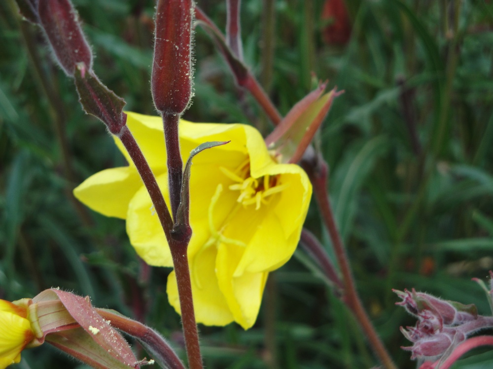 Pretty flower at Audley End gardens