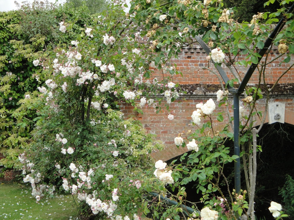 Roses at Audley End