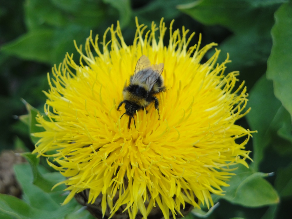 Bumblebee at Audley End garden
