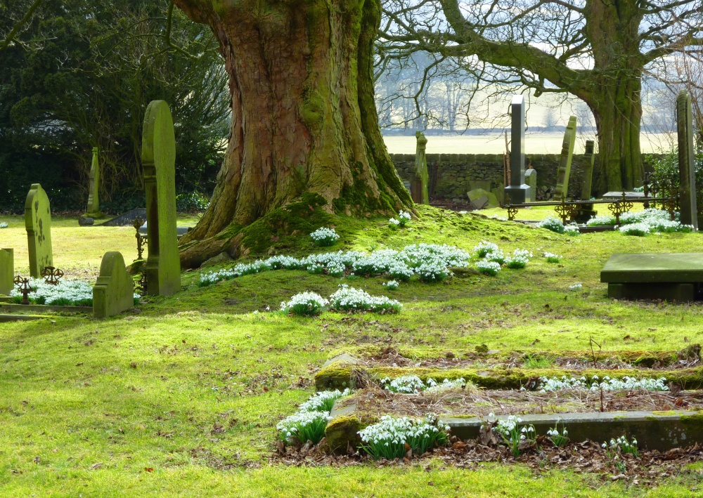 Photograph of Snowdrops