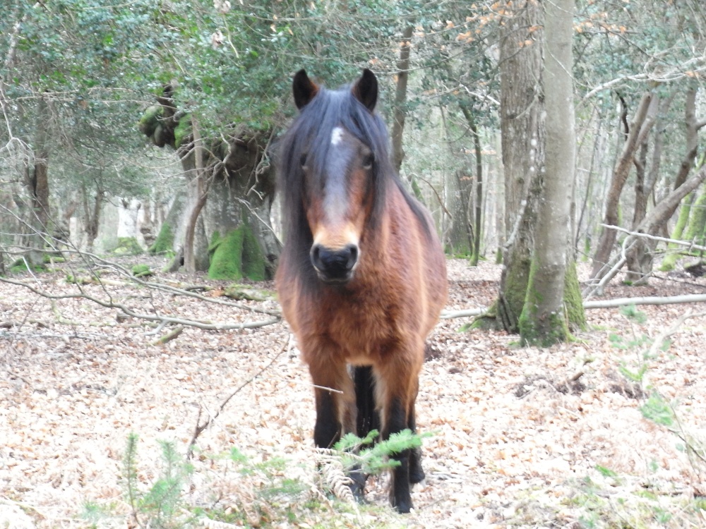 Forest Pony