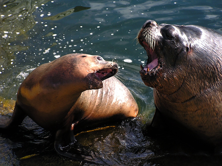 True love never runs smooth. photo by Peter Evans