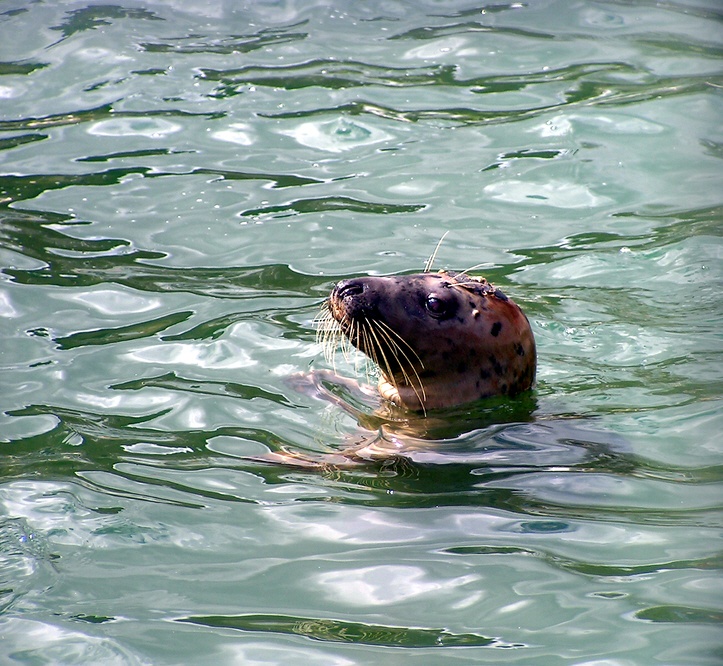 Is it feeding time yet? photo by Peter Evans