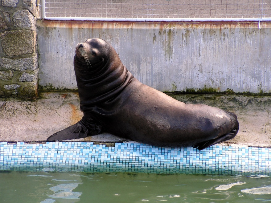The largest seal here. photo by Peter Evans