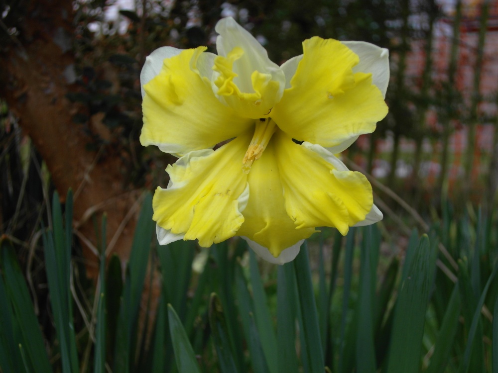 'Butterfly' Daffodil.