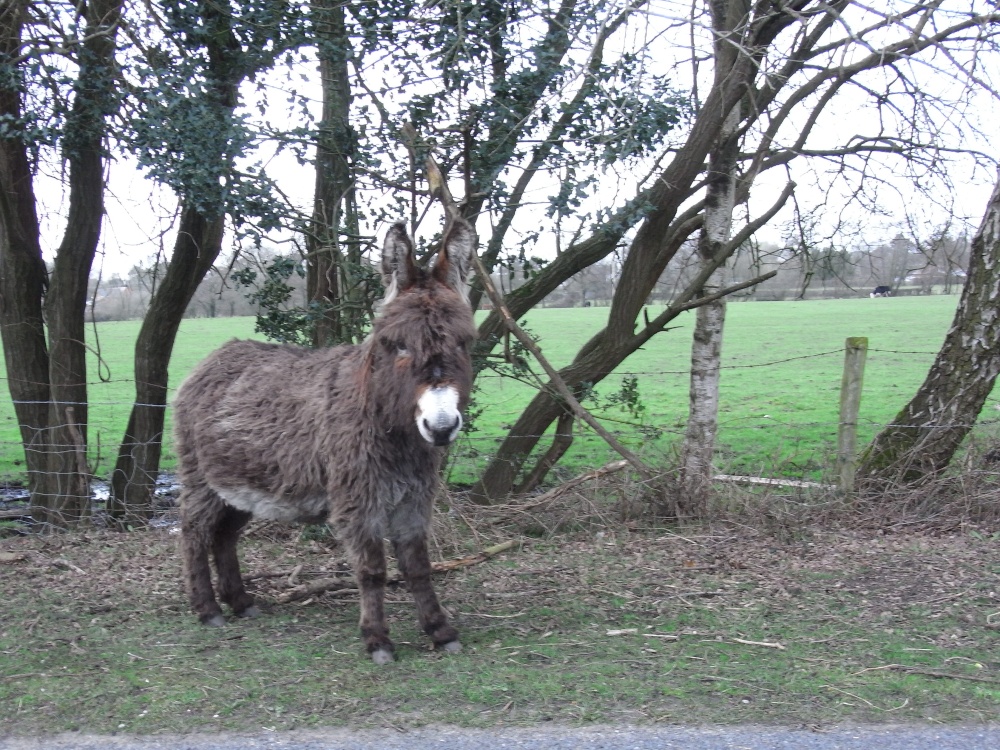Donkey in Bramshaw