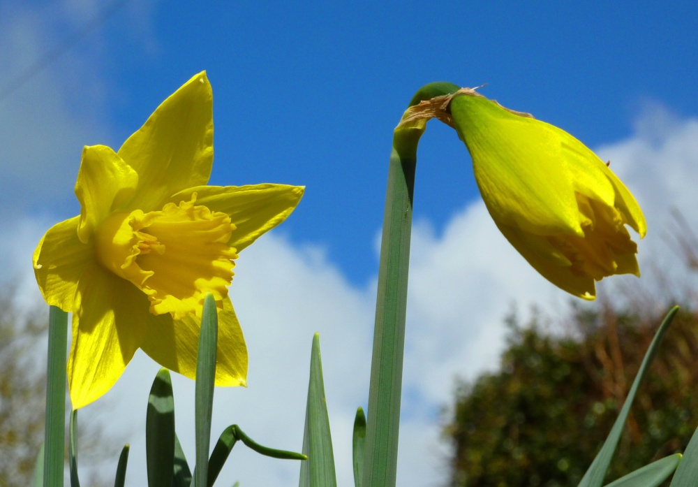 Daffodils