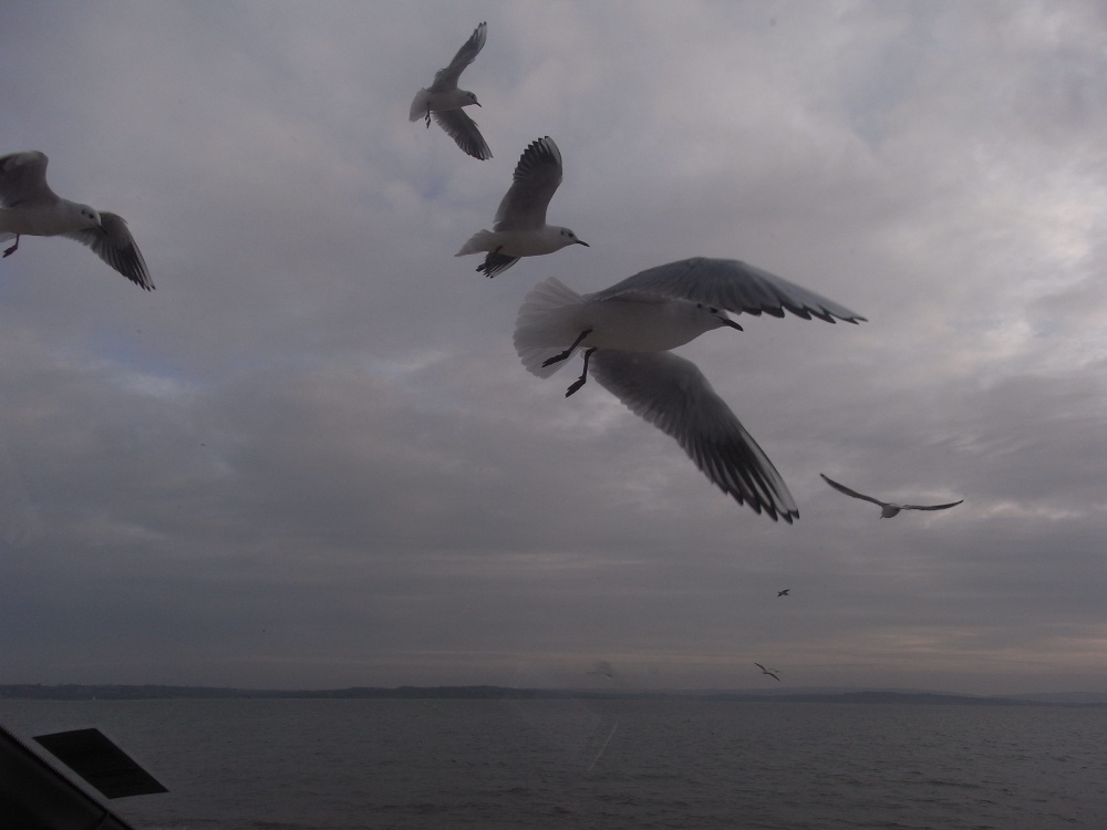More Gulls