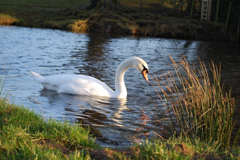 Photograph of Swan on the