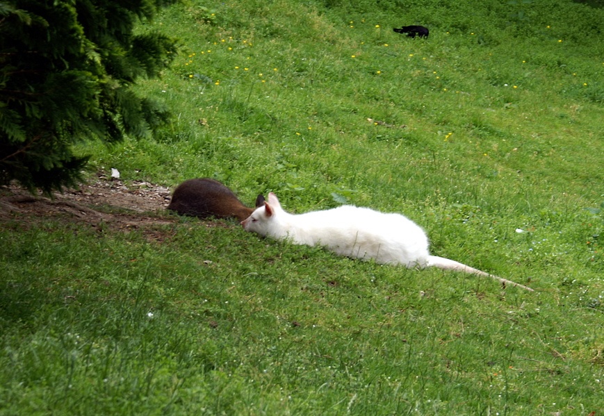 A white Kangaroo?