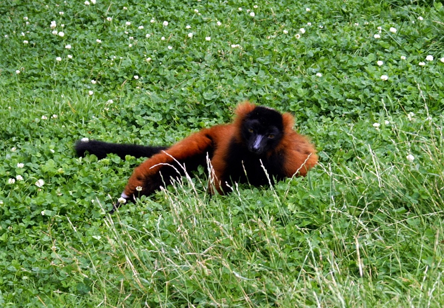 Photograph of Red Lemur.
