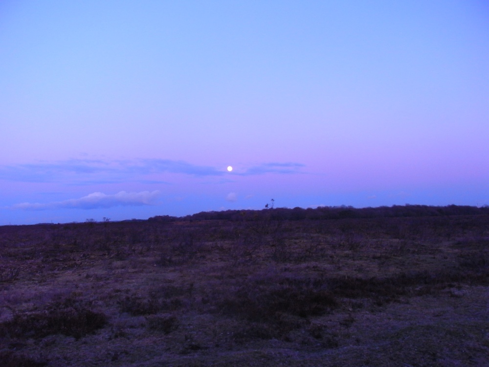 Moon over the forest