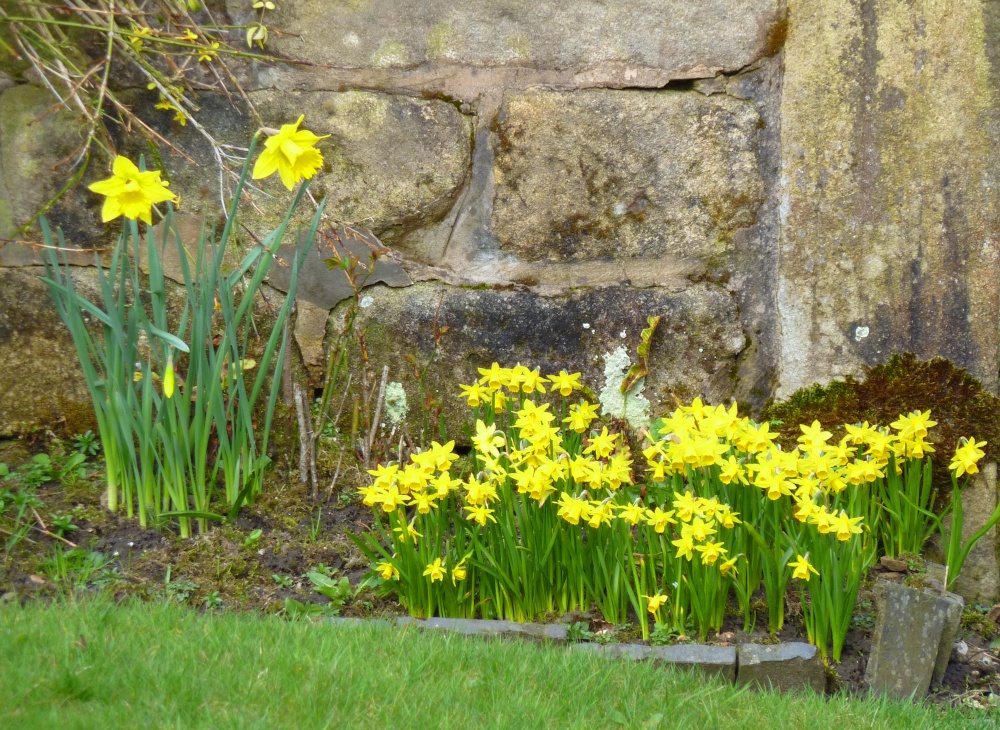 Daffodils