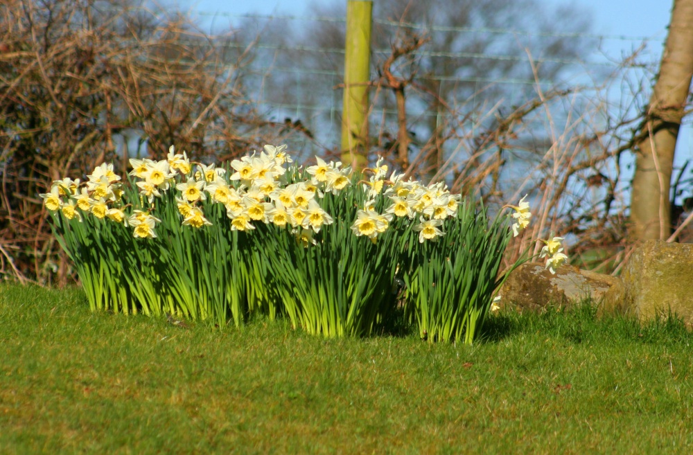 Daffodils