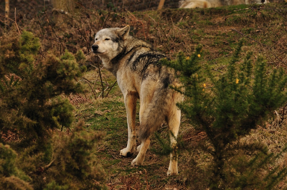 Photograph of Wolf