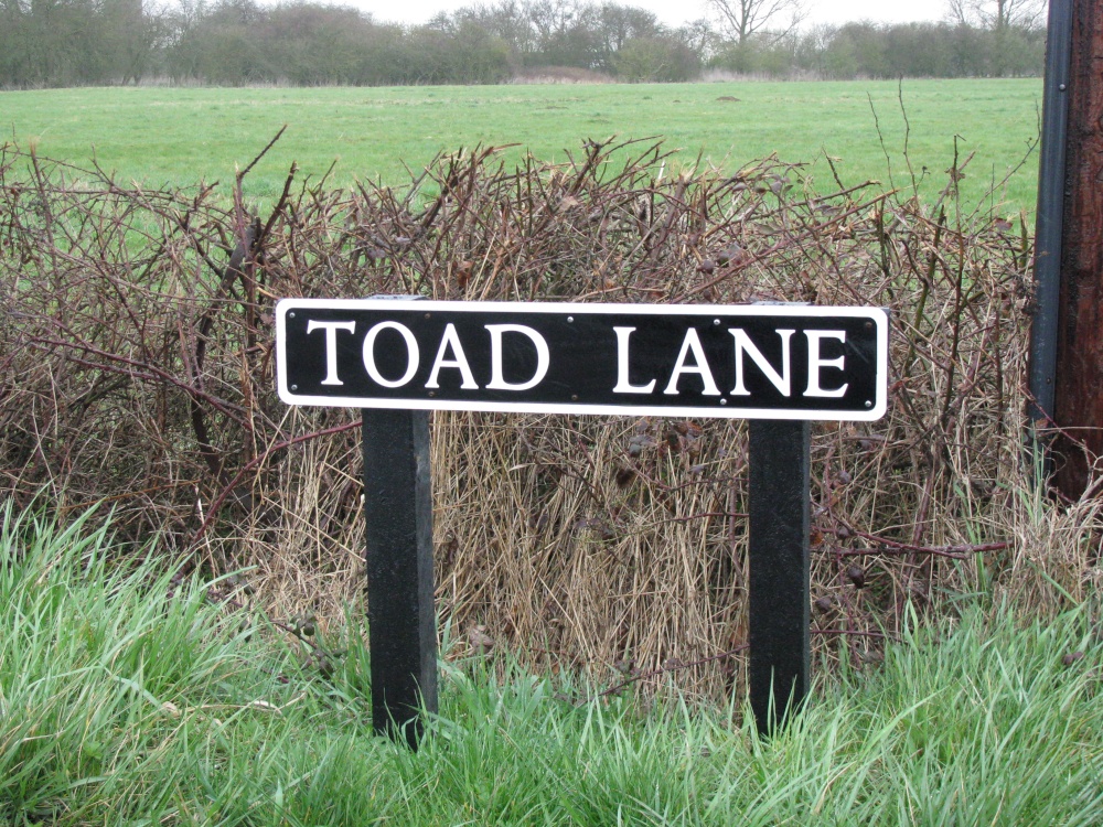 Did not see any Toads