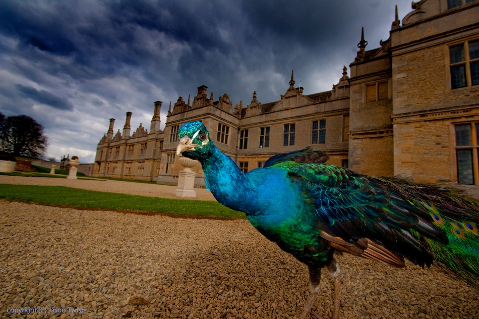 Percy photo by Jason T