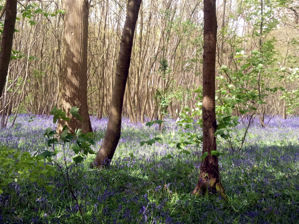 Photograph of Bluebell Woods