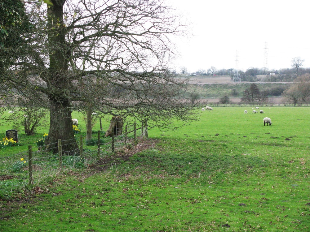 Sheep and Lambs near the Church