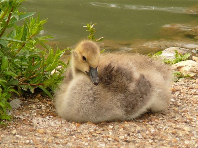 Photograph of Wildfowl ande Arundel