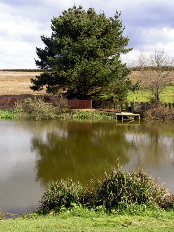 The tree by the lake.
