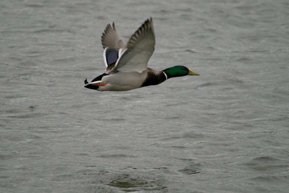 Drake Mallard.