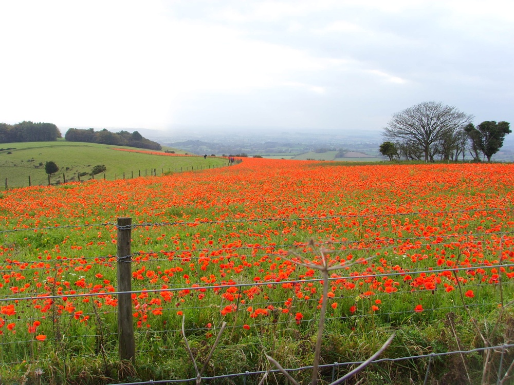 Poppy explosion