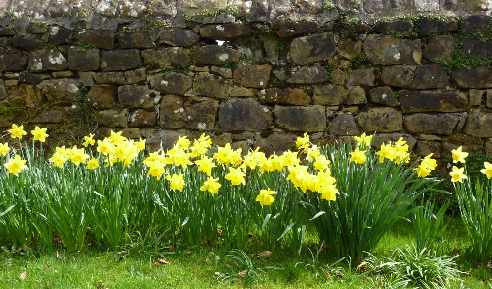 Daffodils