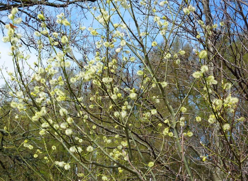 Pussy Willow