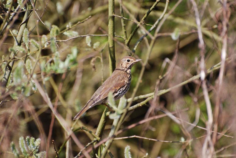 Song Thrush