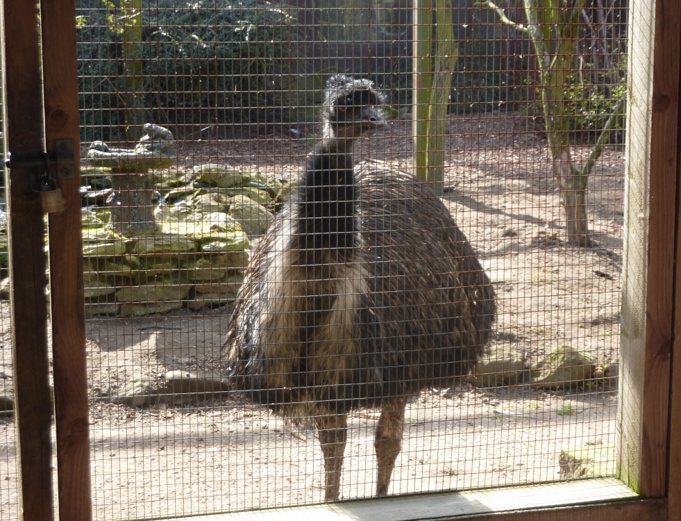 Emu photo by Barbara Whiteman
