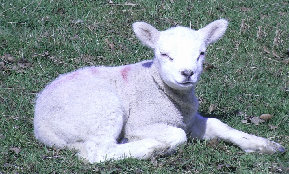 Photograph of Lamb at Redlingfield