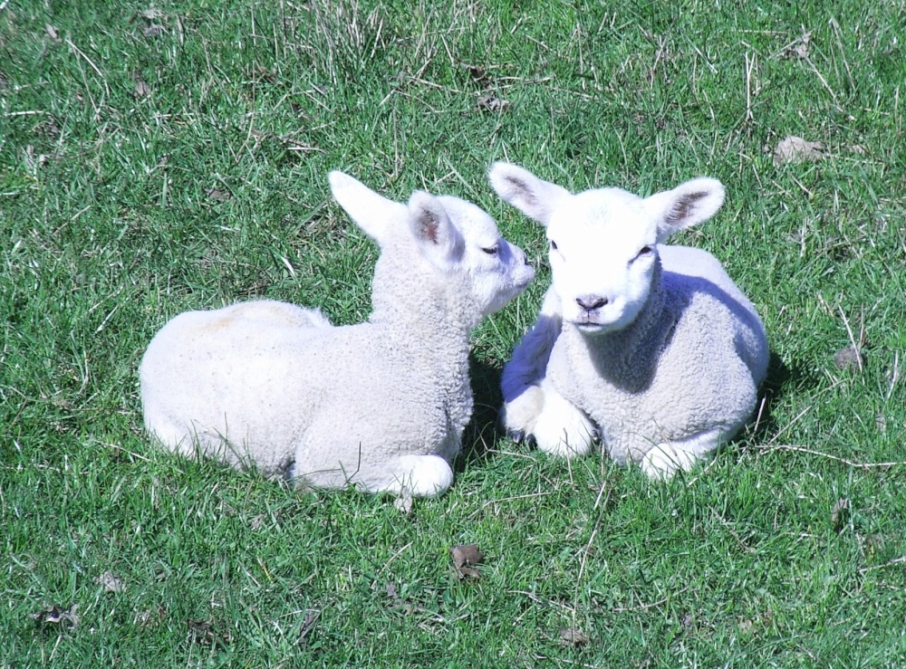 Lambs at Redlingfield