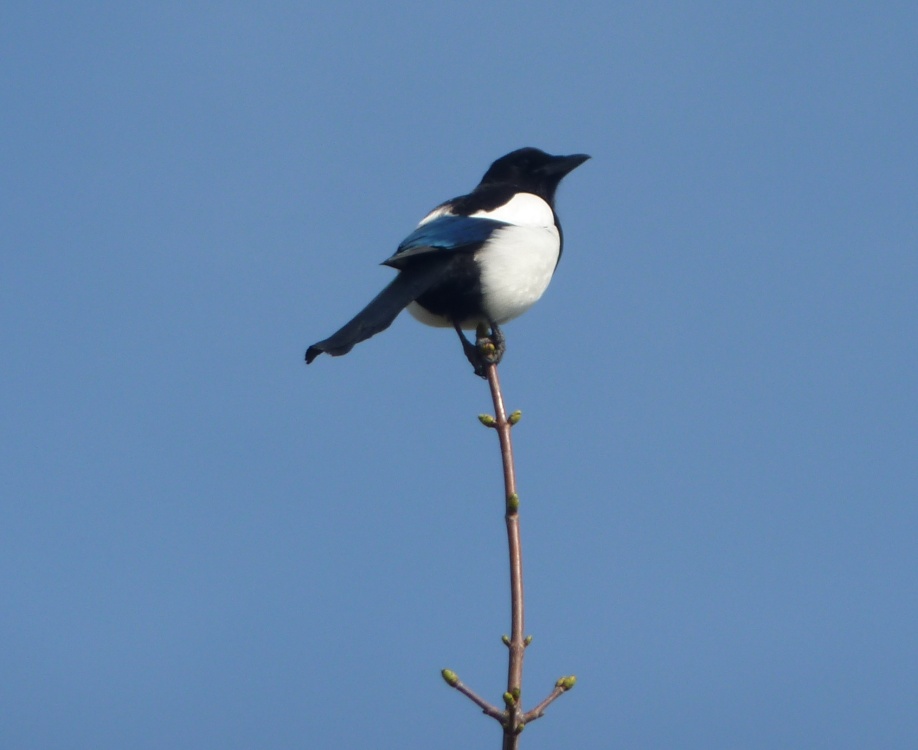 Magpie photo by Barbara Whiteman
