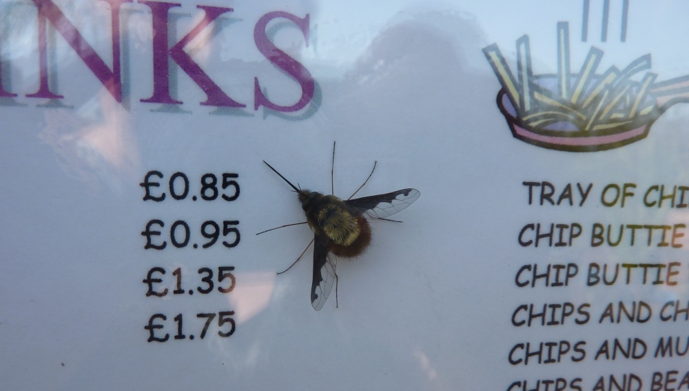 Insect photo by Barbara Whiteman